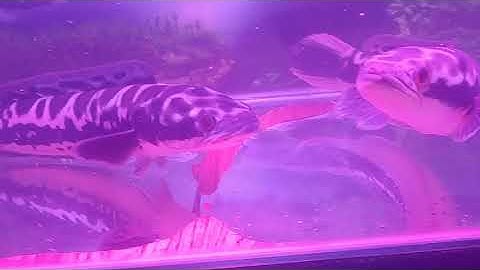 Tập nuôi lóc bông Thái và những cú táp cá kinh điển lúc săn mồi.