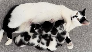 A mother and her spotted children.. (Dalmatian cats) by Kitten Heaven 1,121 views 2 weeks ago 1 minute, 4 seconds