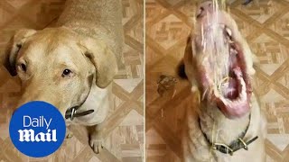 Dog is crazy for cheese and eats it all in a few seconds  Daily Mail