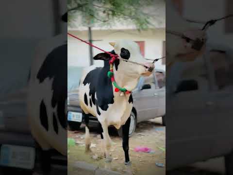 2027 Fatehjangi Bulllover Mashallah 🥰#like#Subscribe#tranding#comment#share1million views Mashallah