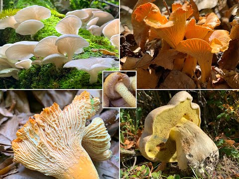 Video: Poisonous Entoloma: Foto und Beschreibung des Pilzes