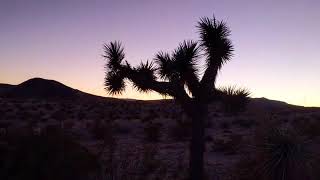 Joshua Tree Sunset