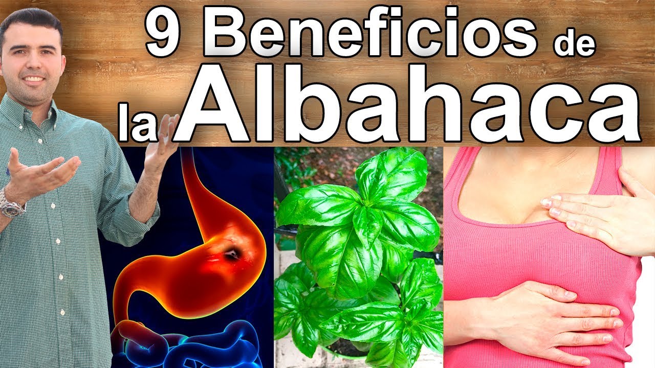 Para Que Sirve la Albahaca - 9 Beneficios y Propiedades de la Hoja de Albahaca