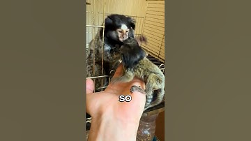 Pygmy Marmoset: The Smallest Monkey With Main Character Energy 🐒✨