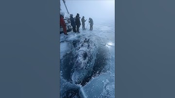 Massive Iceberg Cracks Open, Reveals Strange Frozen Creature Inside