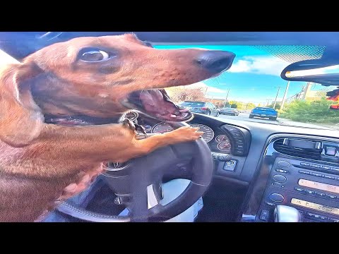 Funniest Dog Compilation Of 2025 