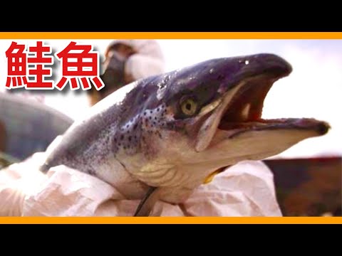臺灣突然發生的「鮭魚之亂」卻淪為國際上的笑柄？讓人愛不釋手的鮭魚可能將面臨前所未有的危機！Salmon【動物圖鑑】【海洋日記本EP1】