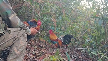 ต่อไก่ป่า yos hav zoov dib qaib qus tuaj zoo kawg