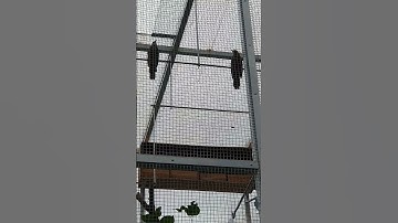 Cucak rowo sahut2an di mini aviary