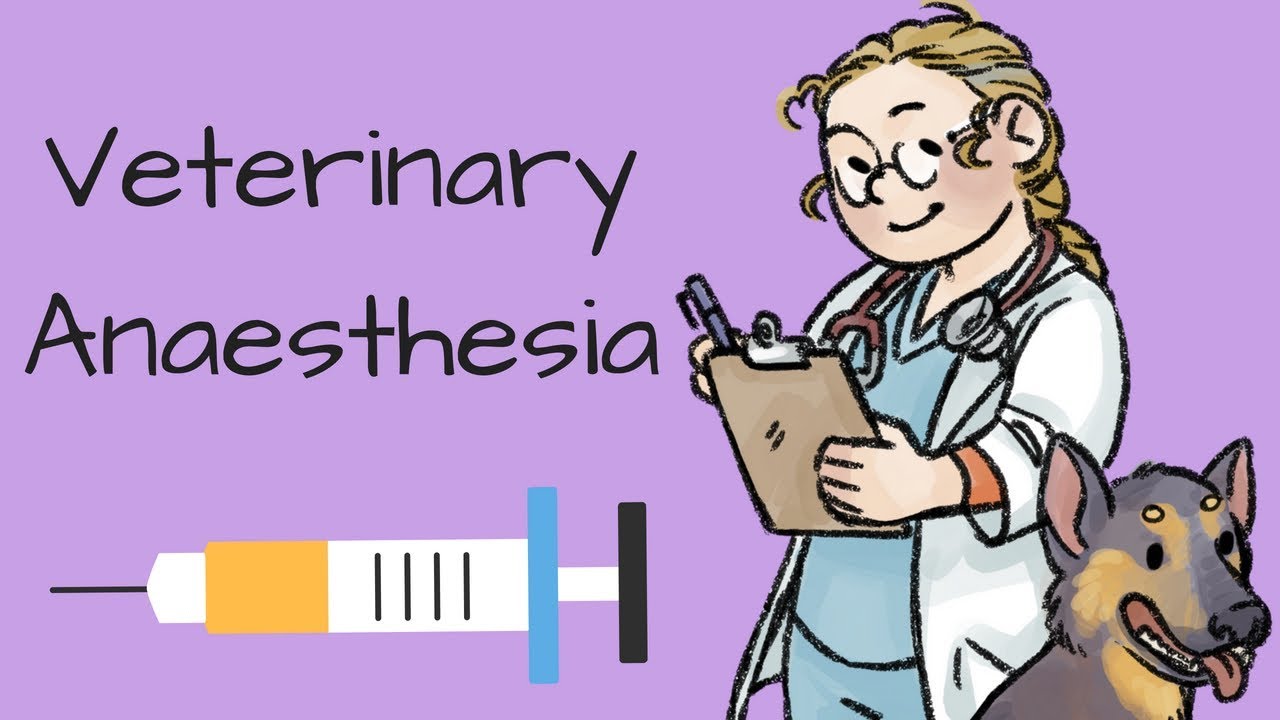 An introduction to veterinary anaesthesia - YouTube