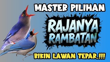 Panjang banget !!MASTERAN RAMBATAN PARUH MERAH TEMB4KAN SULTAN‼️