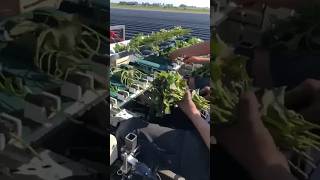 Transplanting work with Kubota Sweet Potatoes Transplanter KP100E Series #shorts #agrimachinery