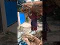 ছাগল পালন #goat farming #bakripalankaisekre #beautifullgoats #heavy diead feed ##
