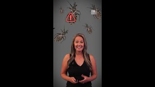 Kissing Bug Disease Is Spreading In The Us
