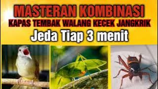 MASTERAN BURUNG KAPAS TEMBAK GACOR  | WALANG KECEK | JANGKRIK #kapastembak #walangkecek #jangkrik