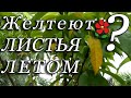 Почему желтеют листья летом?