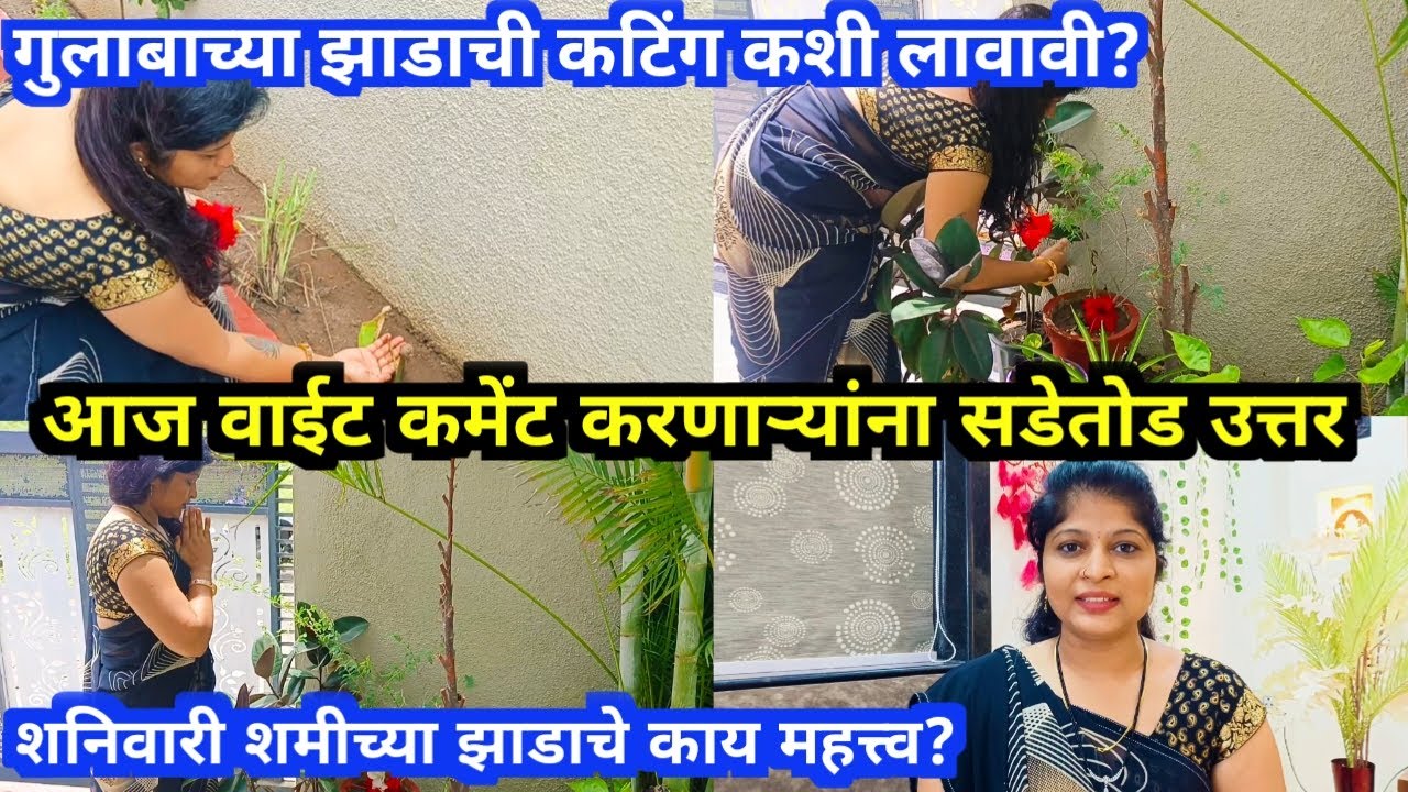 शनिवारी शमीच्या झाडाचे काय महत्व? आज वाईट कमेंट करणाऱ्यांना सडेतोड उत्तर/गुलाबाच्या झाडाची कटिंग.