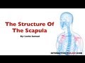 Scapula Structure Quiz