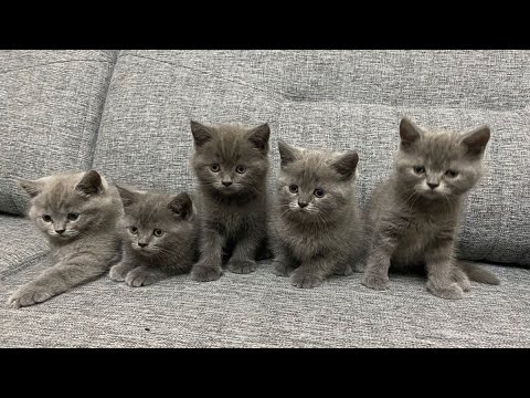 Kedi Çifleşmesi , Kedimiz Shila Çifleşiyor , İki Bristish Kedi Çiftleşmesi