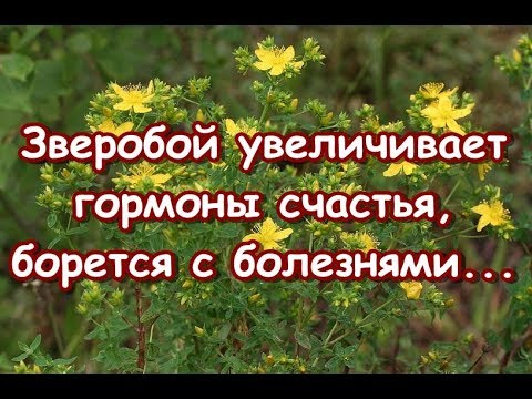 Зверобой увеличивает гормоны счастья, борется с болезнями