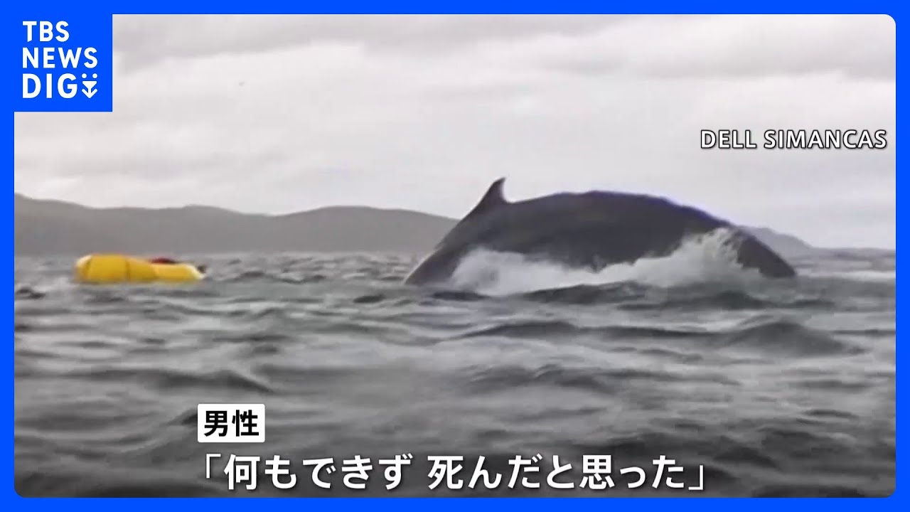 クジラが男性をカヤックごと丸のみ「死んだと思った」 南米