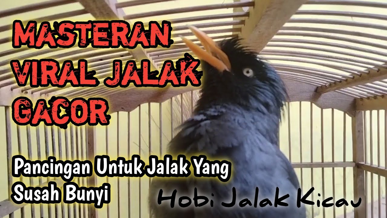 Masteran Viral Jalak Kebo Mata Putih, Suara Emosi Bikin Jalak Lain Ikut Nyaut