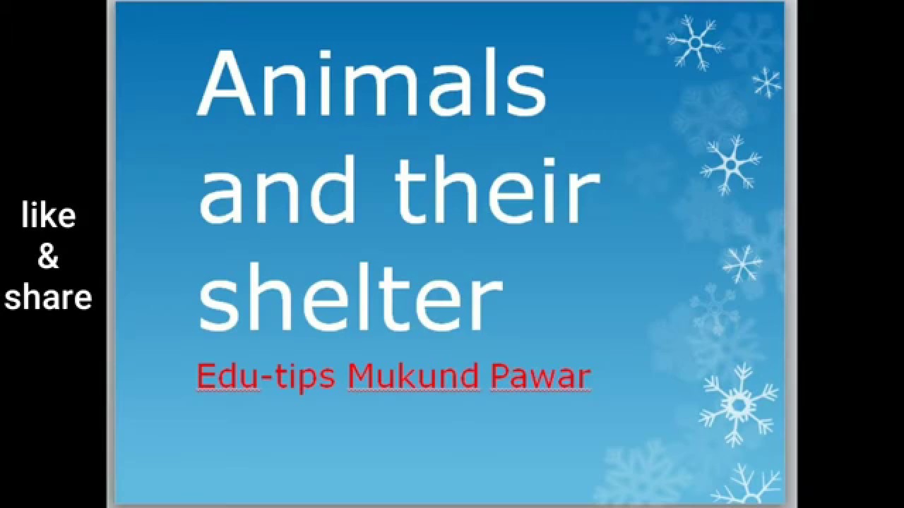Animals And Their Shelters YouTube Animals And Their Shelters YouTube