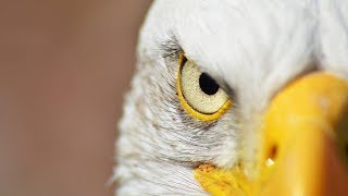 Águilas,Todas las especies de aves rapaces del mundo.