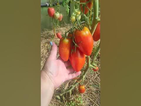 Томат Итальянский Жеребец - YouTube