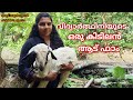 ഹൈടെക് കൂടിന് ഒരു ലക്ഷം സബ്സിഡി കിട്ടിയ ഫാം|goat farming malayalam