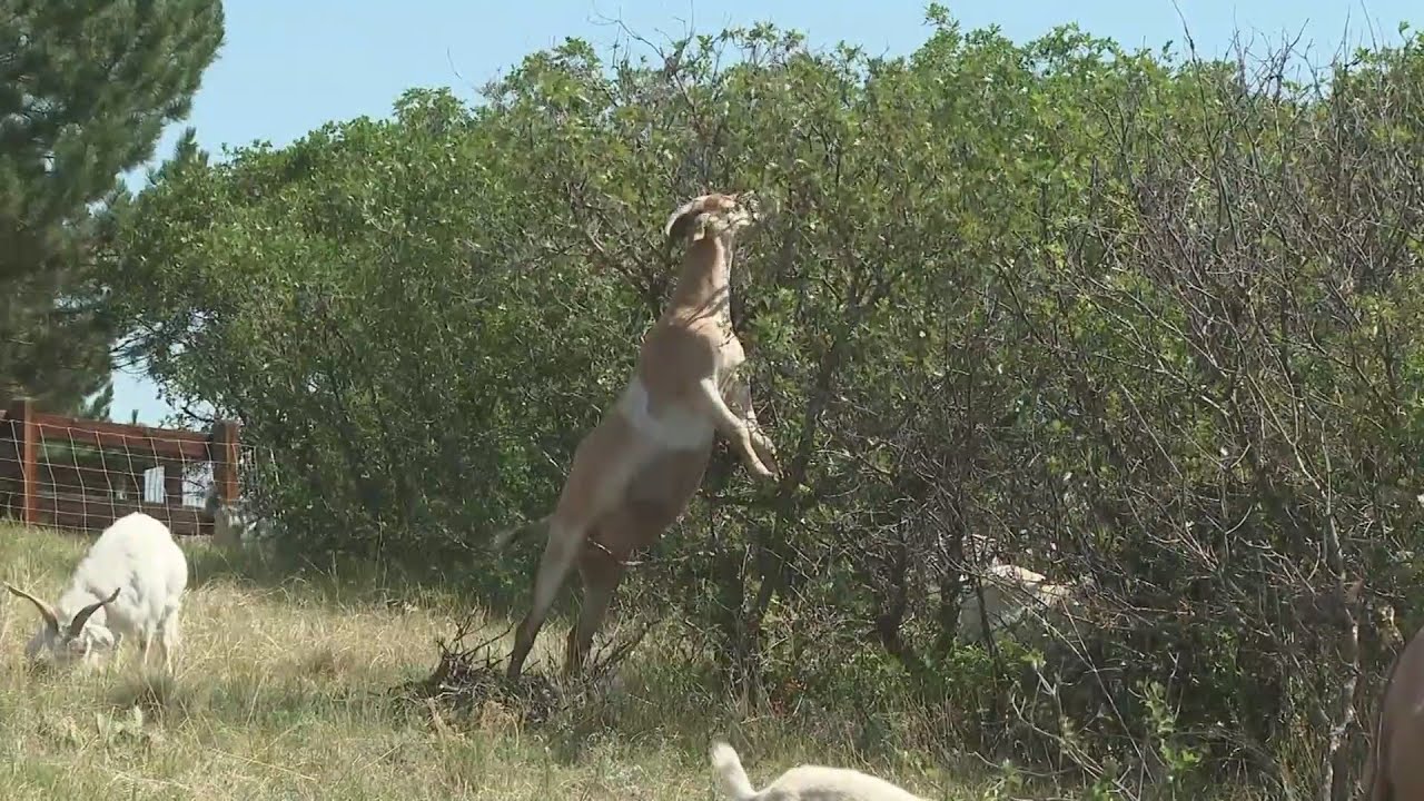 A Colorado Community Is Using A Different Approach To Help With Fire Mitigation