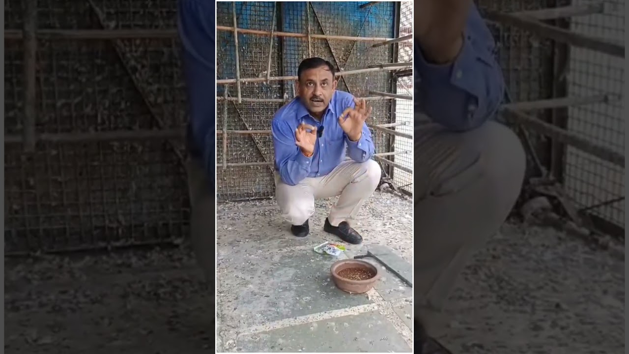 पक्षी कबूतरों को पीने के पानी में दे सोंफ होगा ये बड़ा फायदा - Dr Nagender Yadav