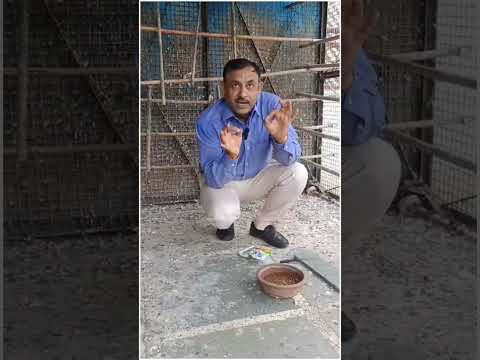 पक्षी कबूतरों को पीने के पानी में दे सोंफ होगा ये बड़ा फायदा - Dr Nagender Yadav