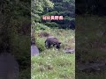 長野県キャンプ場で熊1頭を目撃!人気キャンプ場の出来事