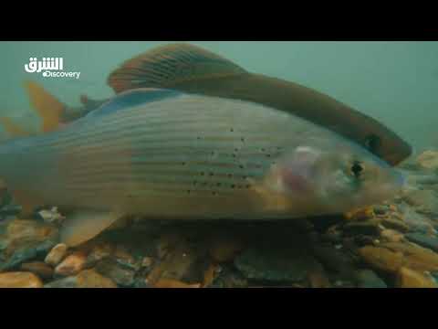 أمازون أوروبا: رحلة درافا - صراع البقاء في قلب أوروبا (الحلقة 1)