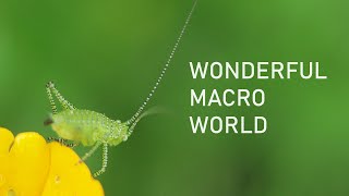Macrovideo Insects And Plants Flowers Ukraine