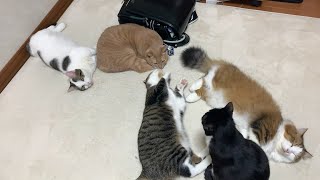 ひのきの前で散らかる猫