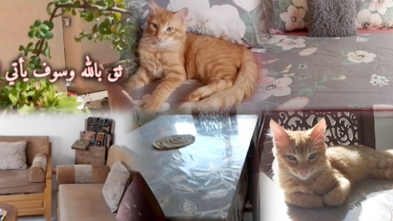 حرام عليك يا اختي علاش تجمع في الناس الكل 😡 هاو ردي عليك👌 روتين لكامل المنزل لامرأة تونسية 🧕