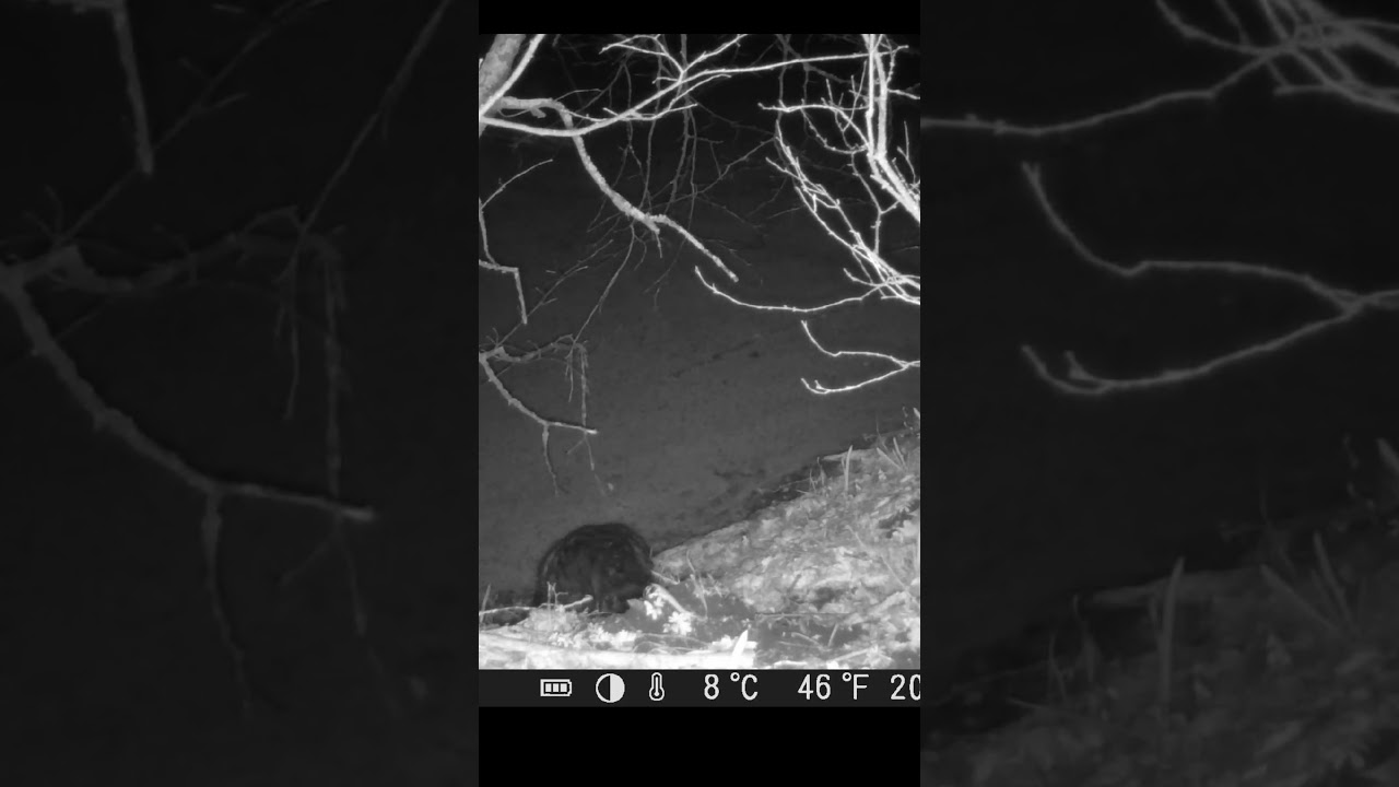 Бобр Фотоловушка в лесу / Beaver Camera trap in the forest