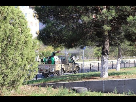 რუსთავში შავი ფიჭვის შეწამლვის სამუშაოები დაიწყო