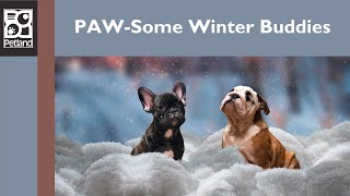 ❄️Make This A Pup-tastic Winter Season