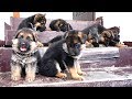 Щенки Немецкой овчарки от Кейси и Райда. Puppies of the German Shepherd.