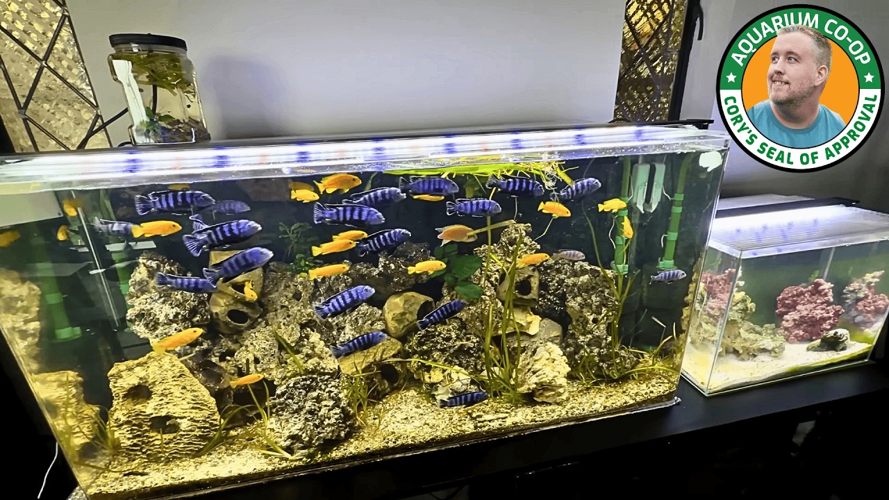 How Zenzo Moved his Fish Tanks