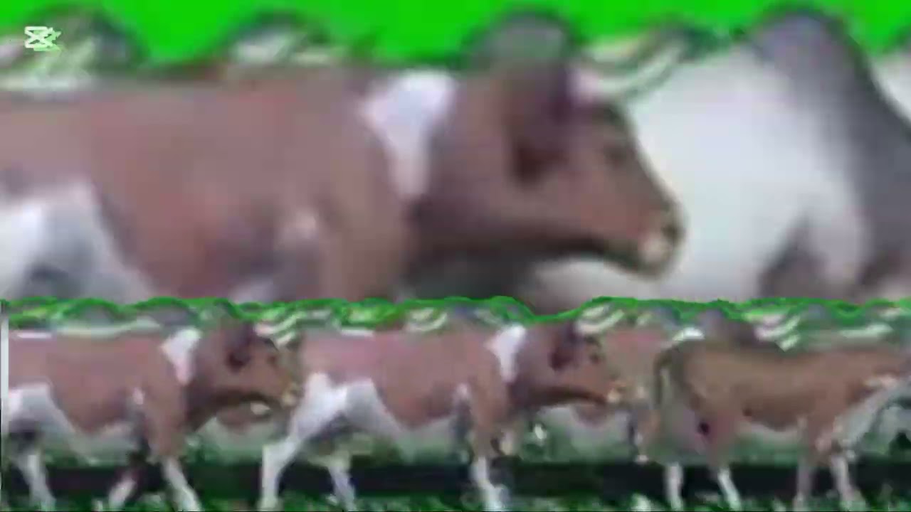 Thousand cow Stampede Green Screen 