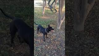 Black Dodo Apbt Welp Import Son Of Arnold Age 7.5 Month