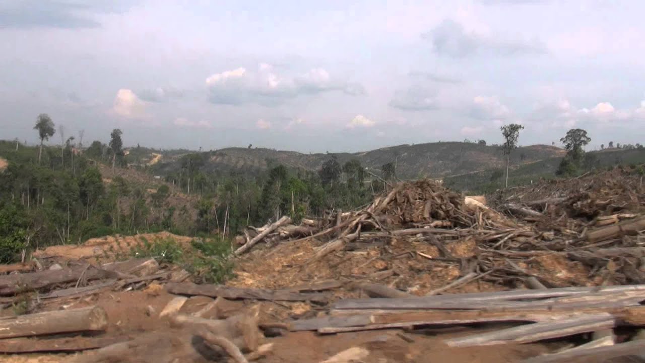 スマトラ島リアウ州の森林伐採の現実 3 Youtube