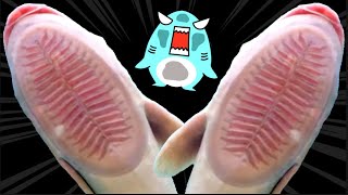 【水族館の生き物アニメ】学校？！室戸廃校水族館にサメニンジャーが行ったよ！