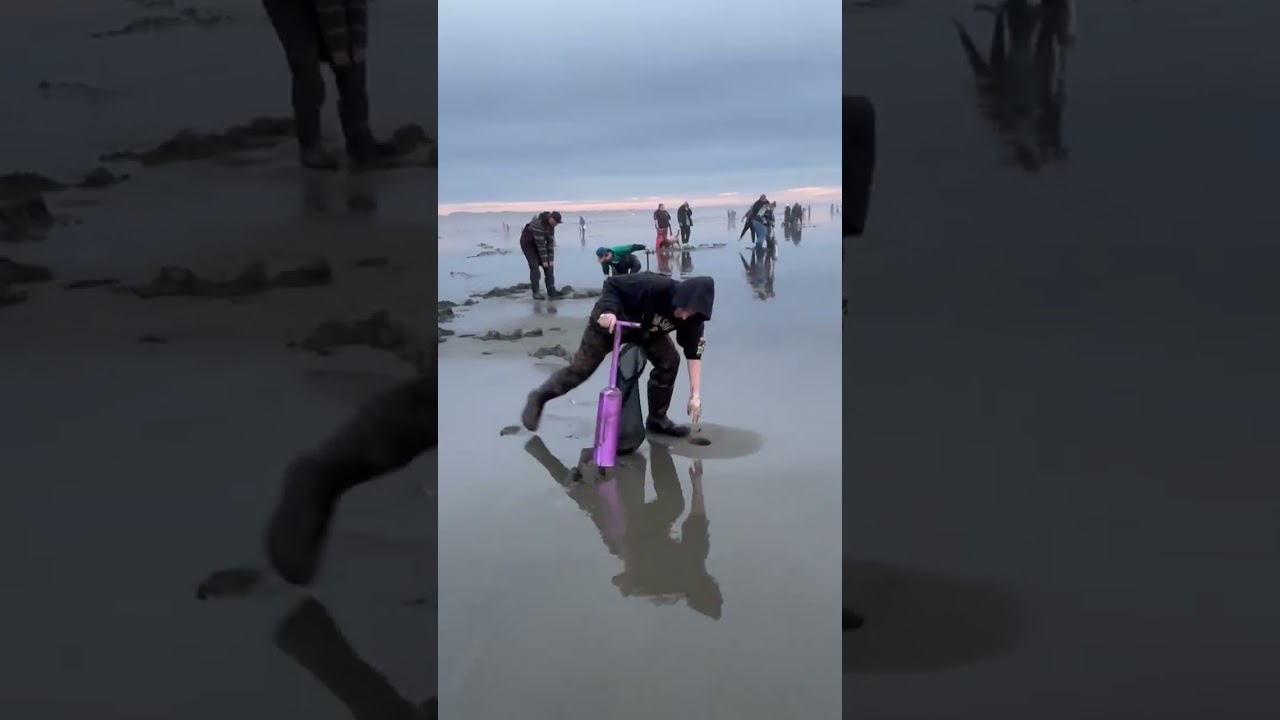 Razor clams with the fish fam#fypシ゚viral#fyp#pnw#clam#fishing#clamchowder#beach#claming 1/31/26