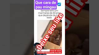 #memes #shots #pets #gatos #animaisfofos #viral #petsfofinhos #humor #cat #animals