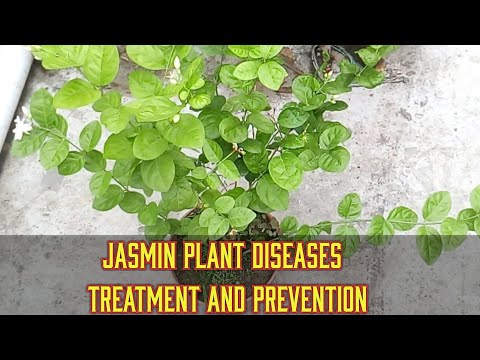 Jasmin plant diseases treatment and care